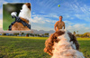 Pet harnesses, size S, for mounting Insta360 GO 3/ GO 3S cameras